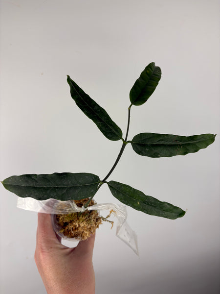 Hoya amrita
