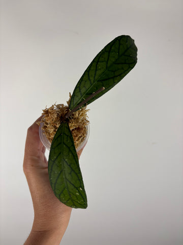 Hoya tanggamus patok besi 2