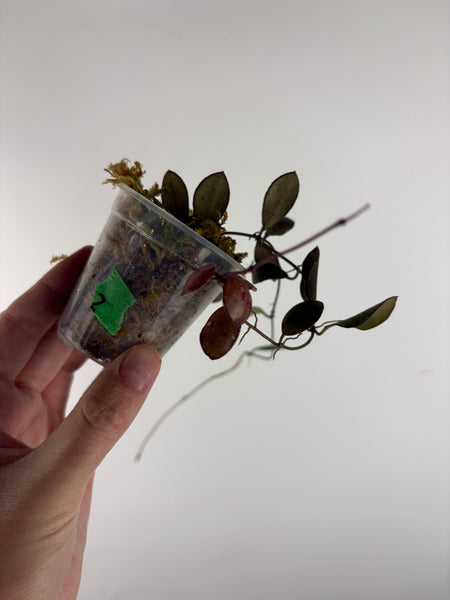 hoya amber of borneo 2