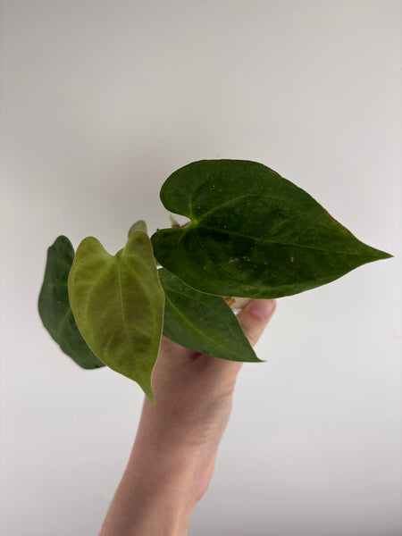 Anthurium dark phoenix seed A