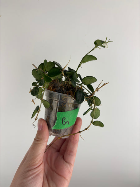 Hoya Serpens B2