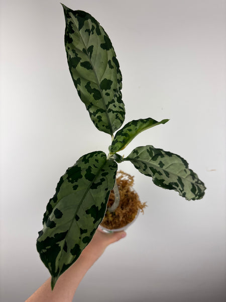 Aglaonema pictum bicolor sp jambi B