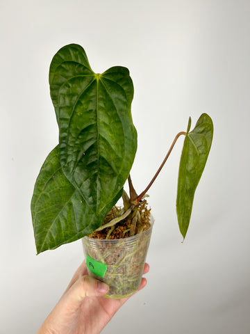 Anthurium Besseae aff x luxurians (Thailand) A as is