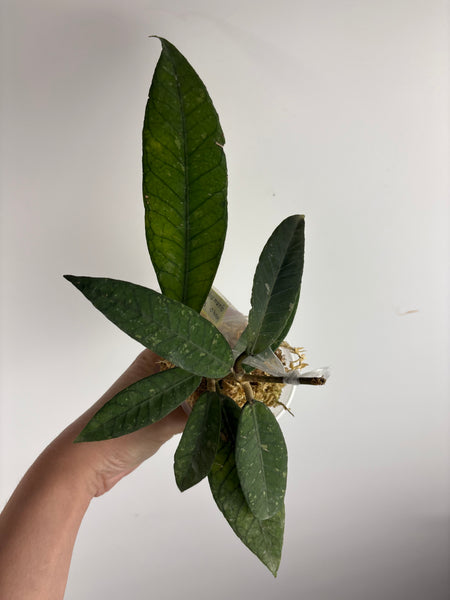 hoya sp aceh gunung genting C