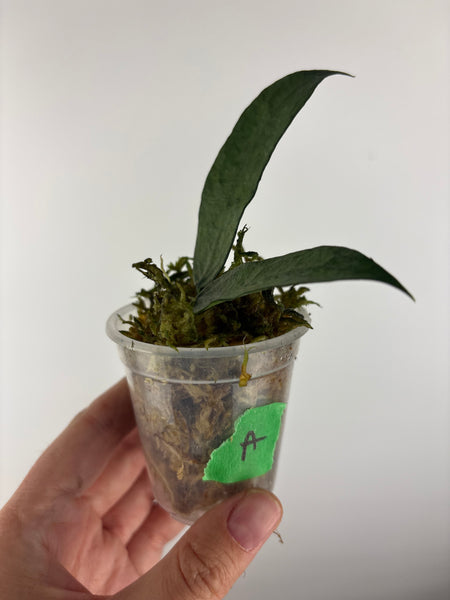 hoya pandurata silver A