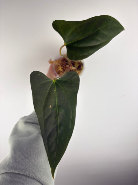 Anthurium xone x byson A2