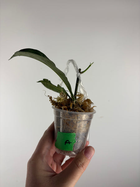 hoya occultata silver A