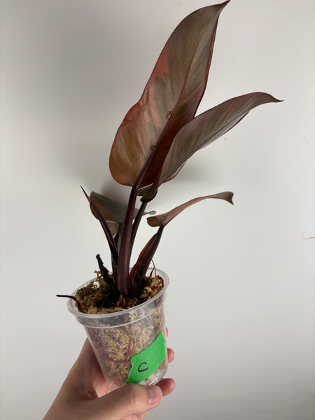 Philodendron black cardinal B