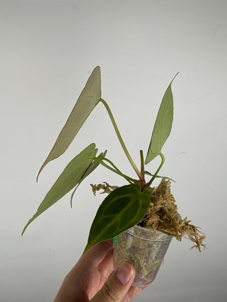 Anthurium blue papi x hoffmanii silver 8
