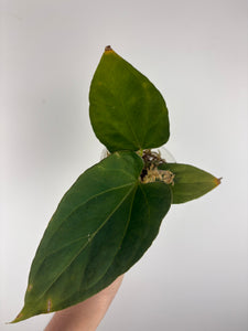 Anthurium King of Spades x luxurians 3