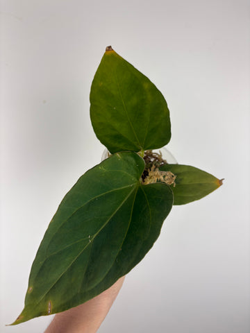 Anthurium King of Spades x luxurians 3