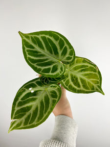 Anthurium Angel dream A