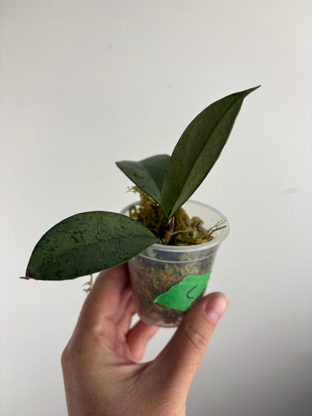 hoya blizzard C
