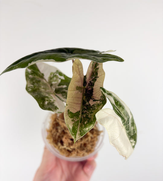 Alocasia pseudo sanderiana pink variegated B