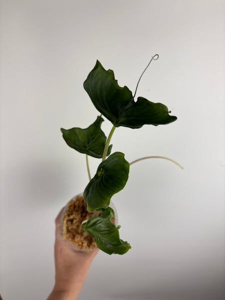 Alocasia holy grail C