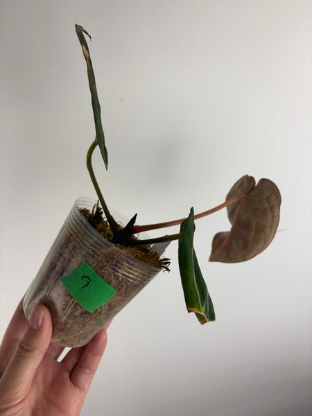 Anthurium
Carlablackiae x
Carlablackiae(Thailand) 9