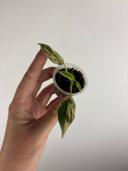 philodendron emerald ice B