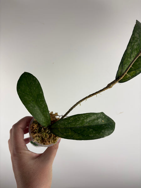 Hoya Tanggamus high splash A