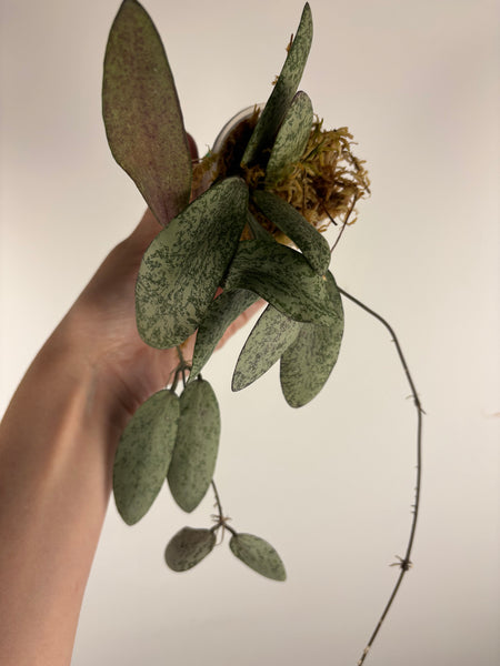 hoya sigillatis borneo C