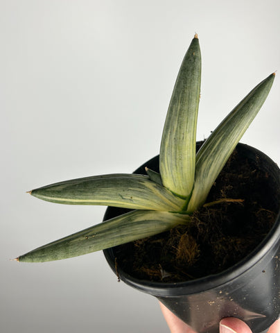 Sansevieria Boncel Variegated 4 inch