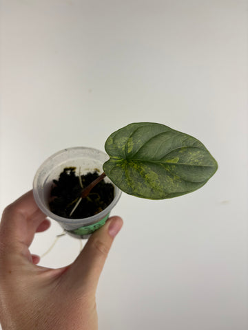 Alocasia silver dragon aurea variegated