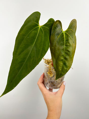 Anthurium papi flat sinus C