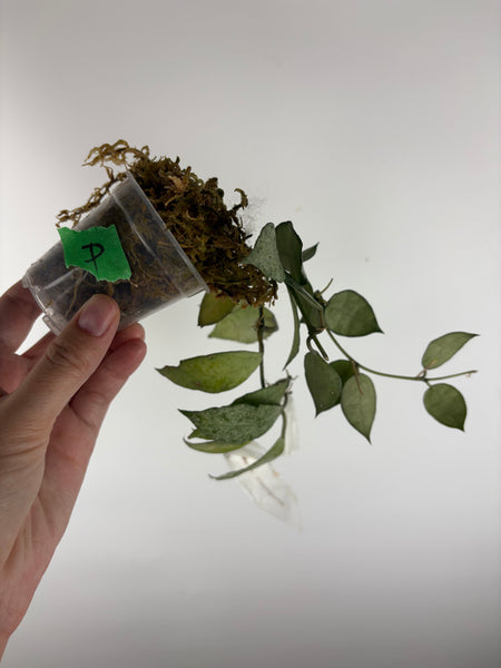 Hoya lacunosa moonshine A