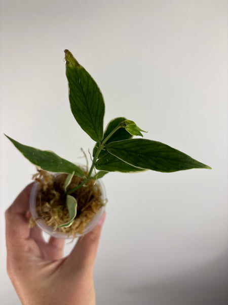 hoya polyneura outer variegated A