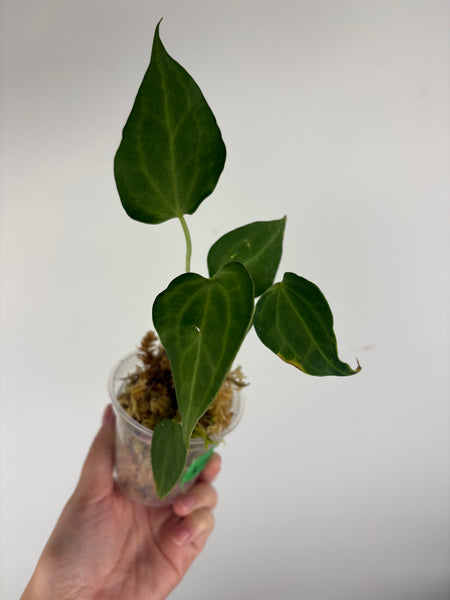 Anthurium king clari B