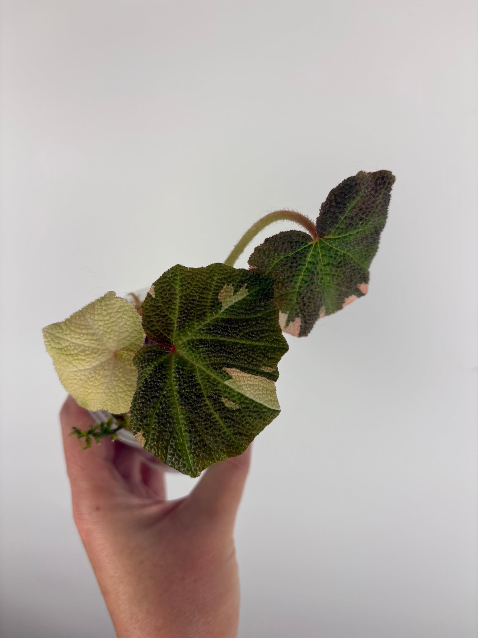 Begonia solimutata Variegated 2