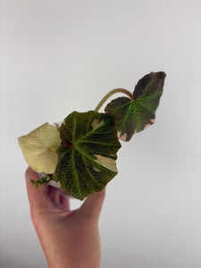 Begonia solimutata Variegated 2