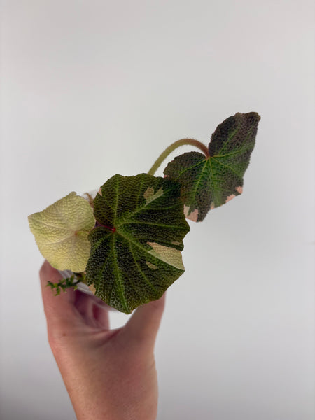Begonia solimutata Variegated 2