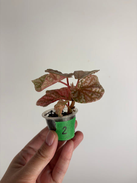 Begonia snow capped variegated 2