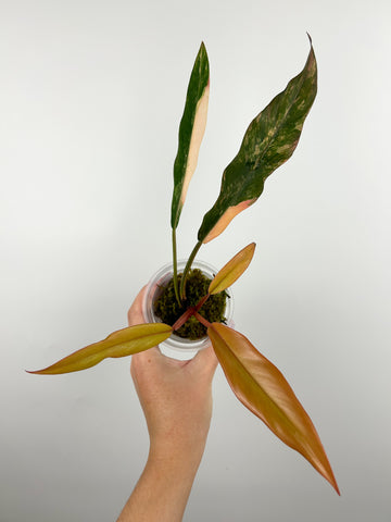 Philodendron caramel marble