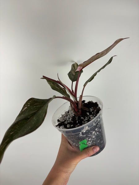 Philodendron pink princess marble galaxy 3