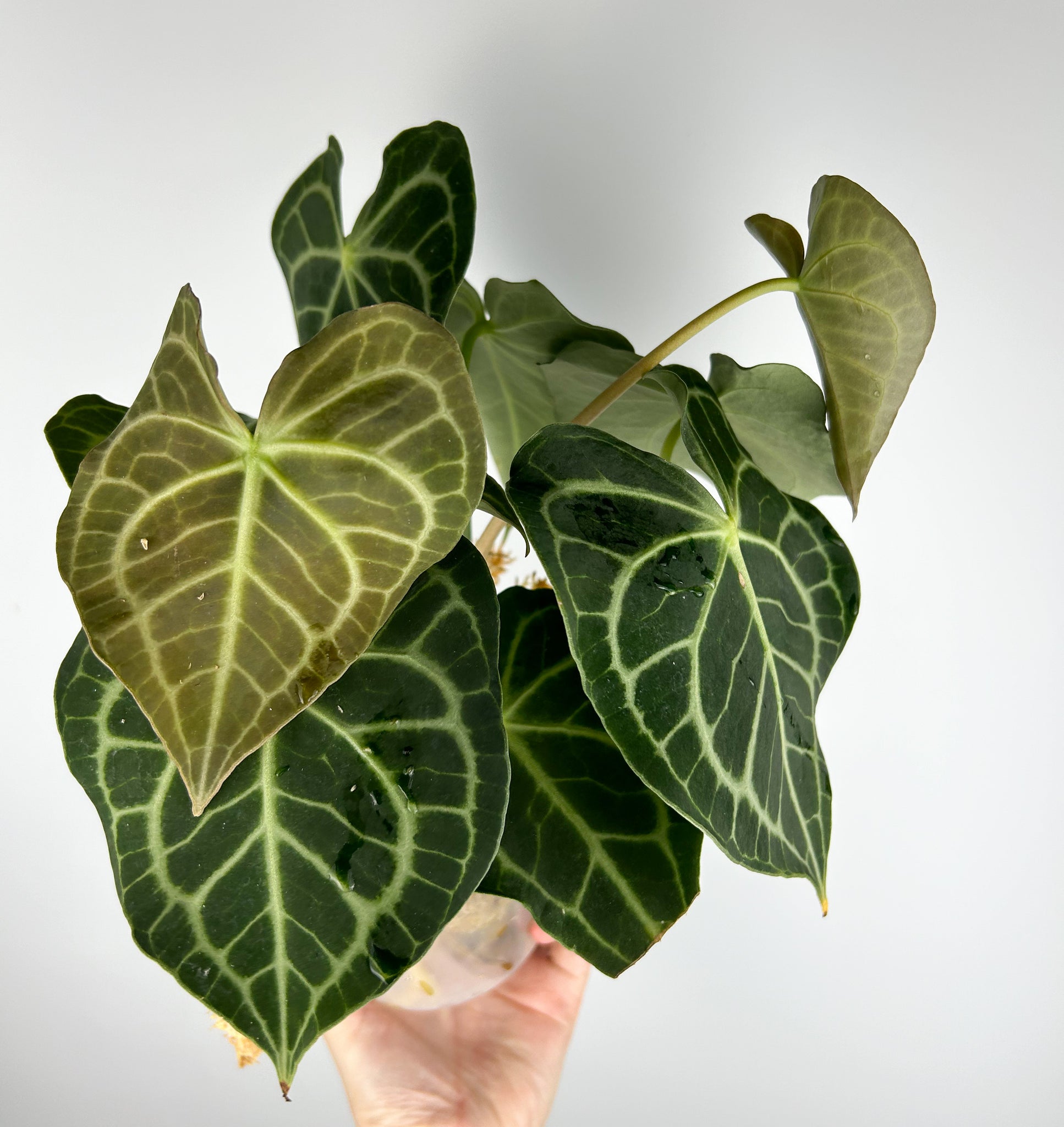 Anthurium King clarinervium hybrid D