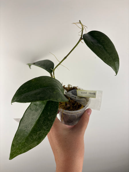 Hoya Latifolia 'rimba perak' C