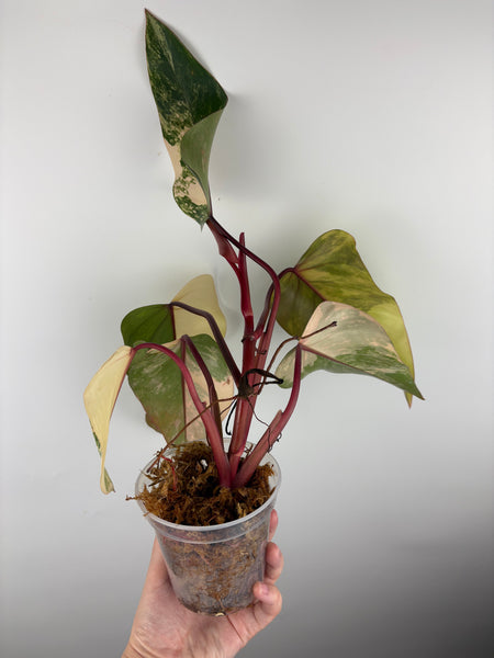 Philodendron strawberry shake