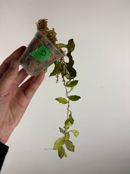 hoya lacunosa minara D