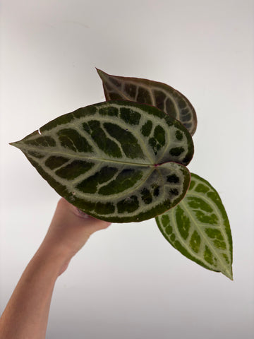 Anthurium silver blush x red crystal 3