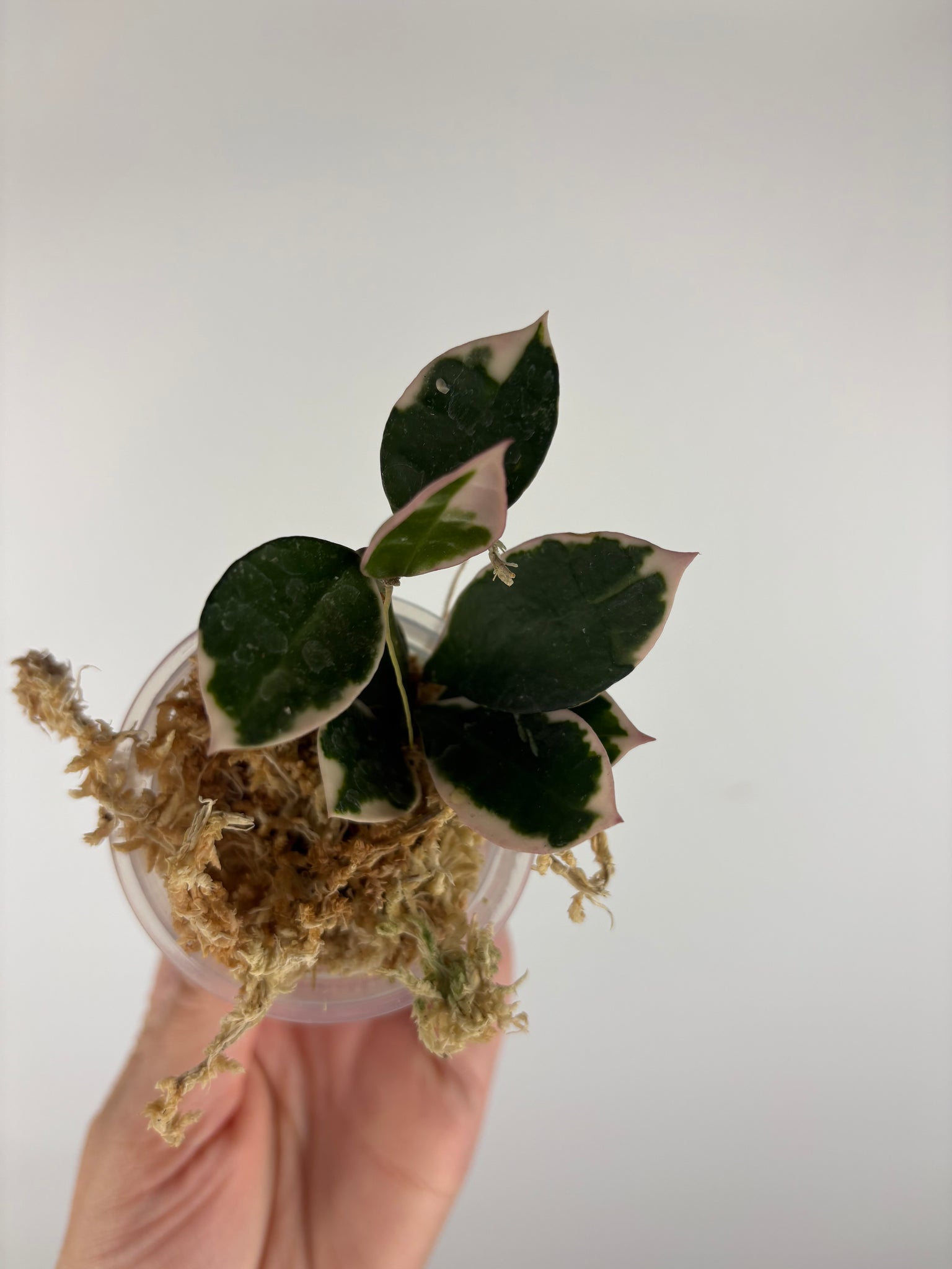 Hoya lacunosa 'Asami' (Wonosobo) 10