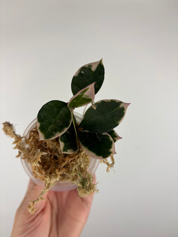 Hoya lacunosa 'Asami' (Wonosobo) 10