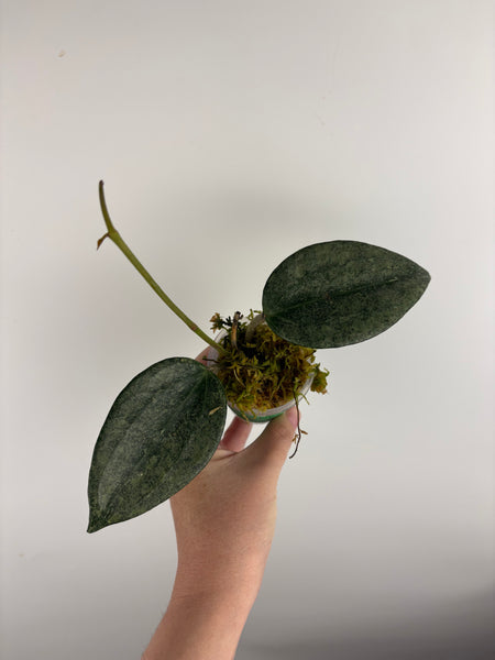 Hoya Latifolia 'rimba perak' B
