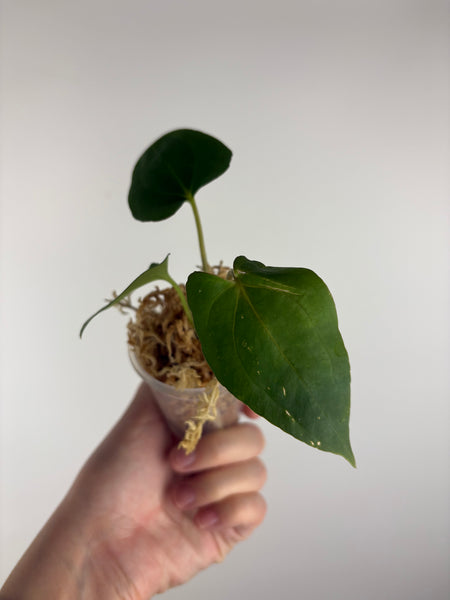 Anthurium Dark Pheonix seed E