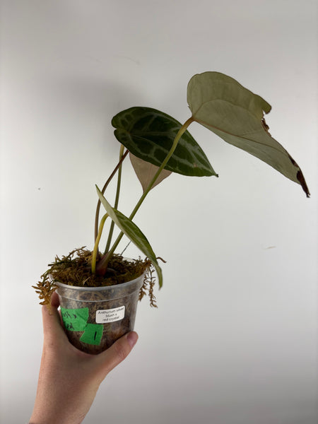 Anthurium silver blush x red crystal 1