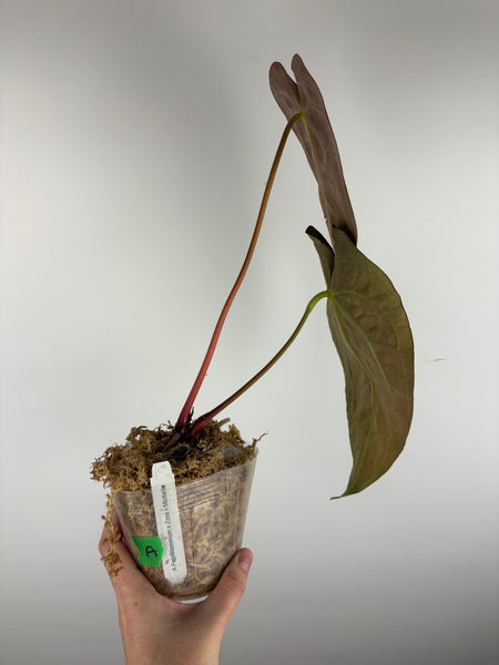 Anthurium papillilaminum x Zara x Michelle A as is