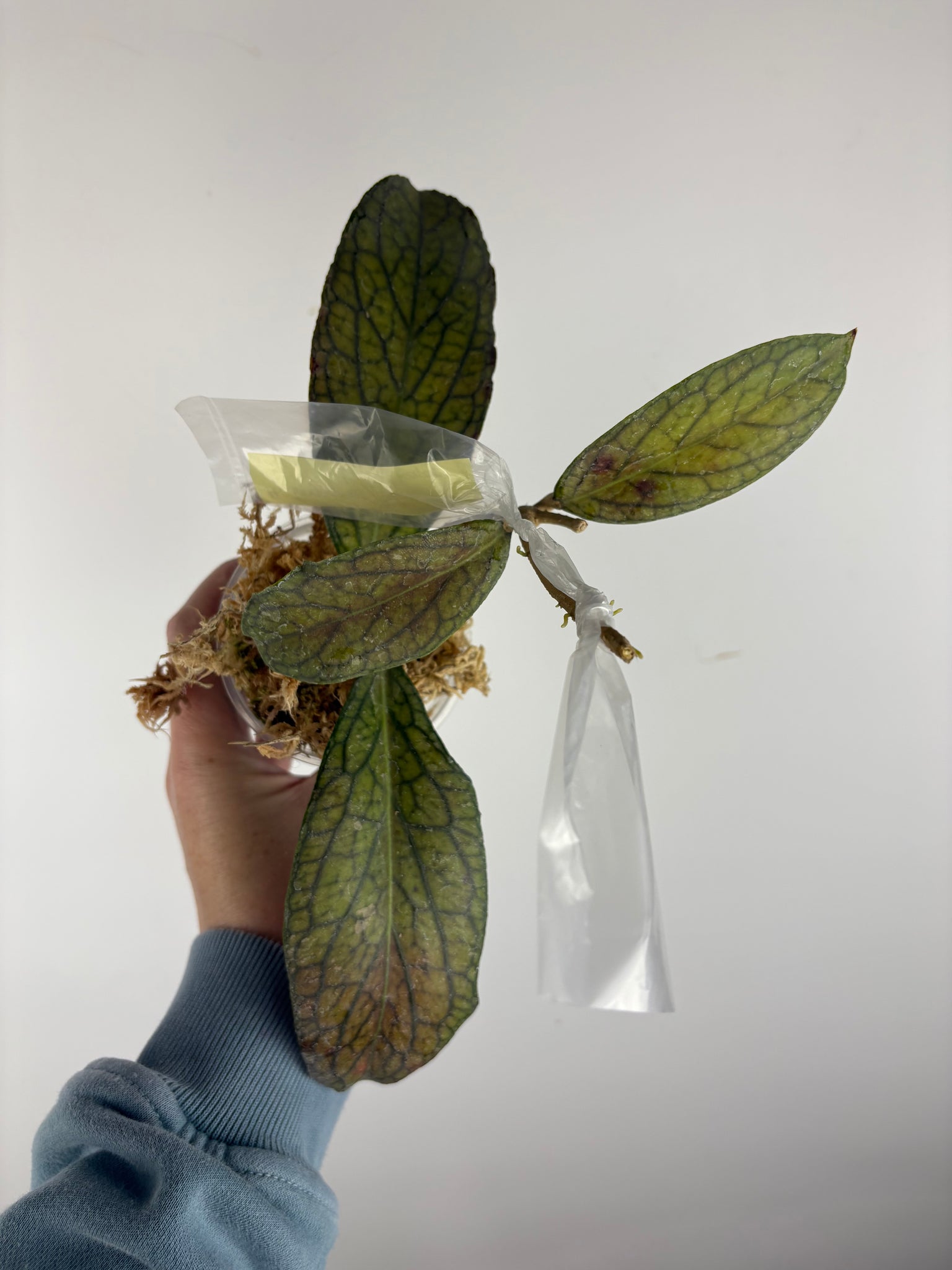 hoya tanggamus limu kapas A