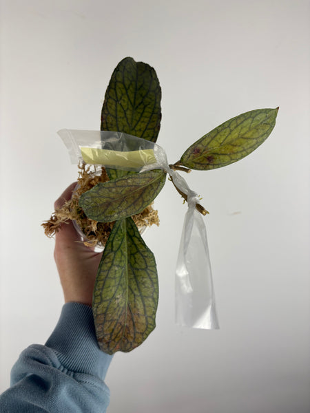 hoya tanggamus limu kapas A