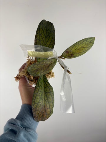 hoya tanggamus limu kapas A