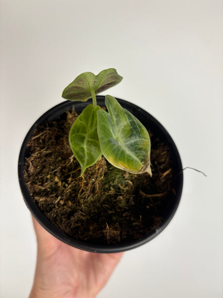 Alocasia Watsoniana variegated aurea A